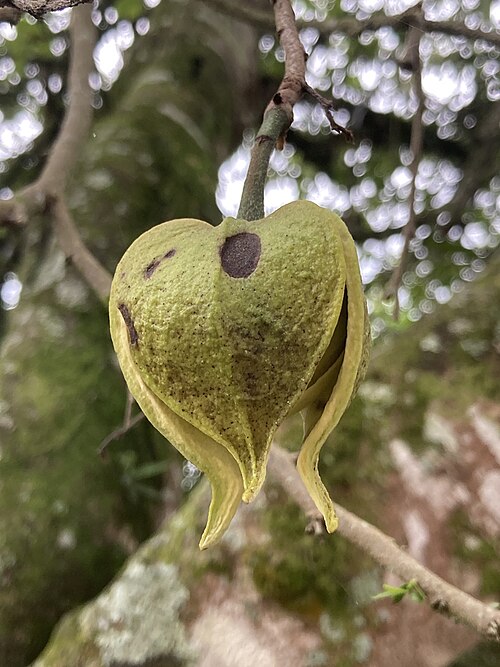 Soursop: Soursop