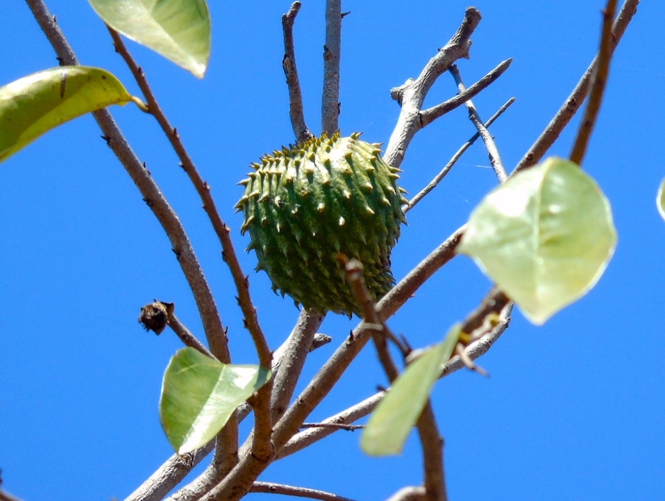 Soursop: Soursop