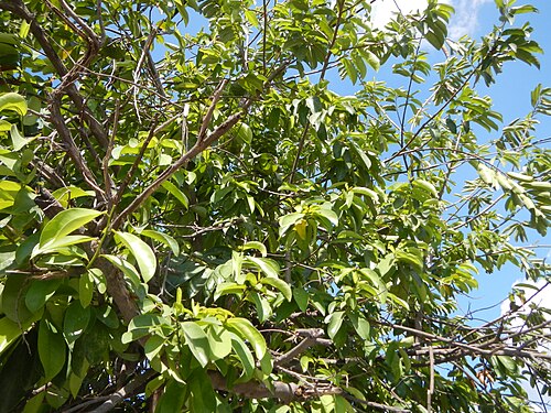 Soursop: Annona muricata Soursop Guyabano (Philippines) in Barangay Cacutud, Mabalacat, Pampanga .