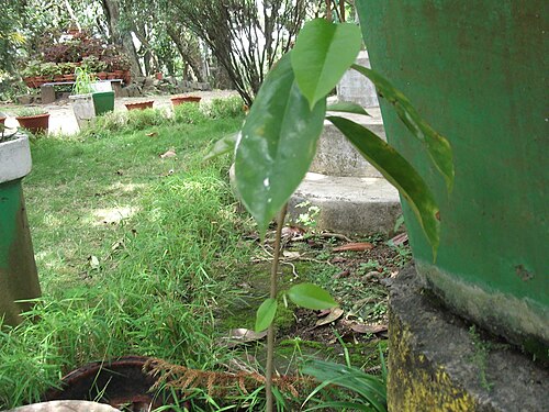 Soursop: Sour sap-tree,fruit edible.
