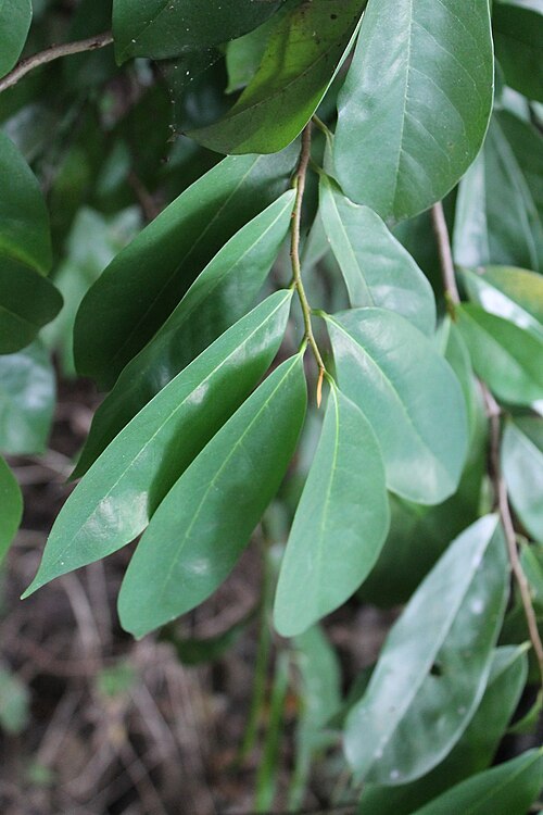 Soursop: Soursop