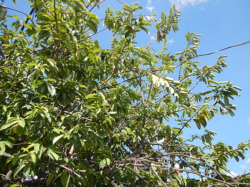 Soursop: Annona muricata Soursop Guyabano (Philippines) in Barangay Cacutud, Mabalacat, Pampanga .