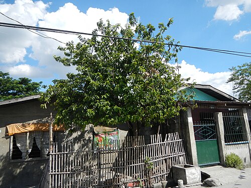 Soursop: Annona muricata Soursop Guyabano (Philippines) in Barangay Cacutud, Mabalacat, Pampanga .