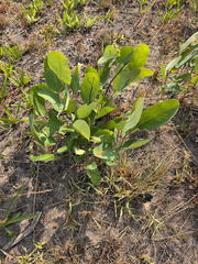 Annona nana (Annona nana)