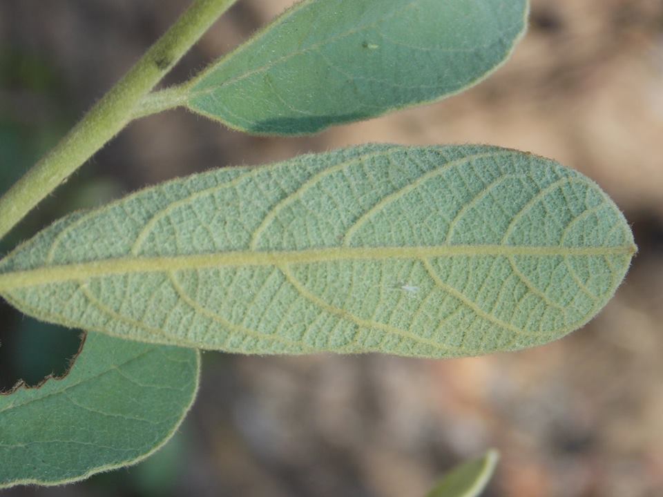 Annona nana (Annona nana)
