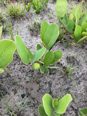Annona nana (Annona nana)