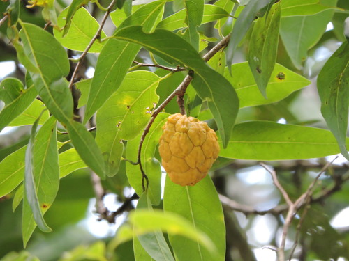 Annona neosalicifolia (Annona neosalicifolia)