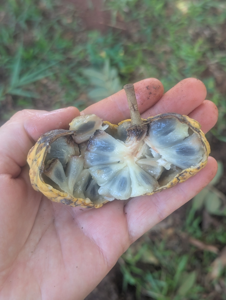 Annona neosalicifolia (Annona neosalicifolia)