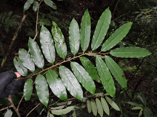 Annona neosericea (Annona neosericea)