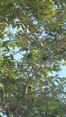 Annona neosericea (Annona neosericea)