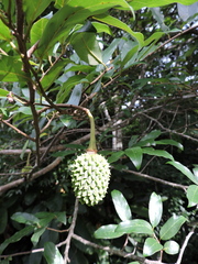 Annona neosericea (Annona neosericea)