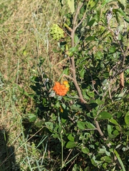 Annona nutans (Annona nutans)