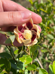 Annona nutans (Annona nutans)