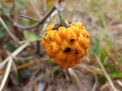 Annona nutans (Annona nutans)