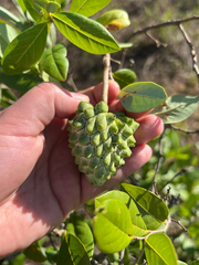 Annona nutans (Annona nutans)
