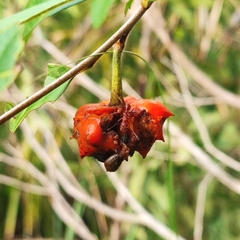 Annona nutans (Annona nutans)