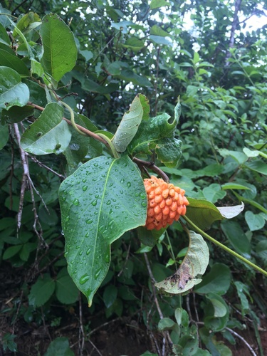 Annona nutans (Annona nutans)