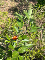 Annona nutans (Annona nutans)