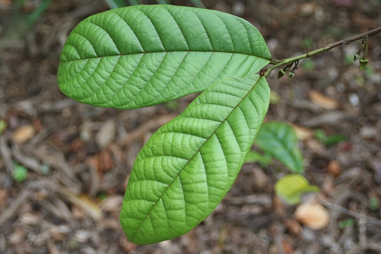 Annona quinduensis: Location taken: Fairchild Tropical Botanic Garden, Miami, FL USA. Names: Annona quinduensis Kunth Classification: Plantae > Magnoliophyta > Magnoliopsida > Magn