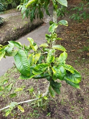 Annona rensoniana (Annona rensoniana)