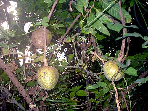Custard apple: ആത്തചക്ക Name : Anona reticulata Family : Annonaceae