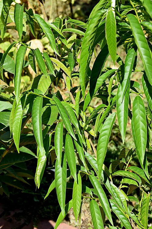 Custard apple: Annona reticulata in Jardin des Plantes de Toulouse