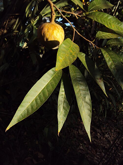 Custard apple: Annona reticulata