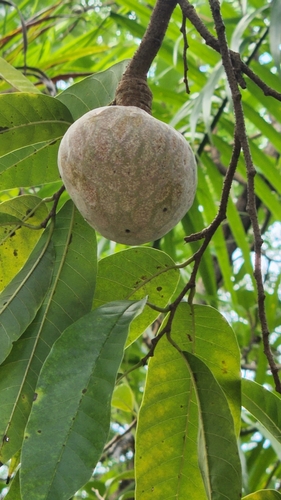 Custard apple (Annona reticulata)