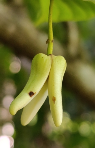 Custard apple (Annona reticulata)