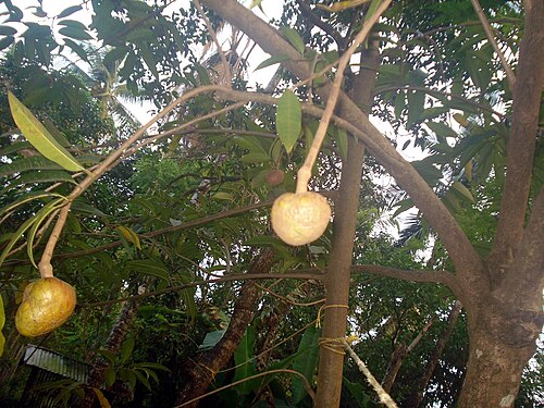Custard apple: ആത്തചക്ക Name : Anona reticulata Family : Annonaceae