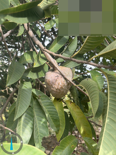 Custard apple (Annona reticulata)