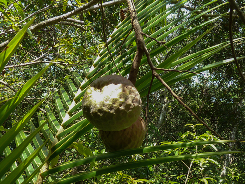 Custard apple (Annona reticulata)