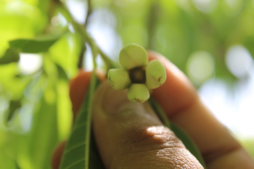 Custard apple (Annona reticulata)