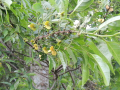 Annona rugulosa (Annona rugulosa)