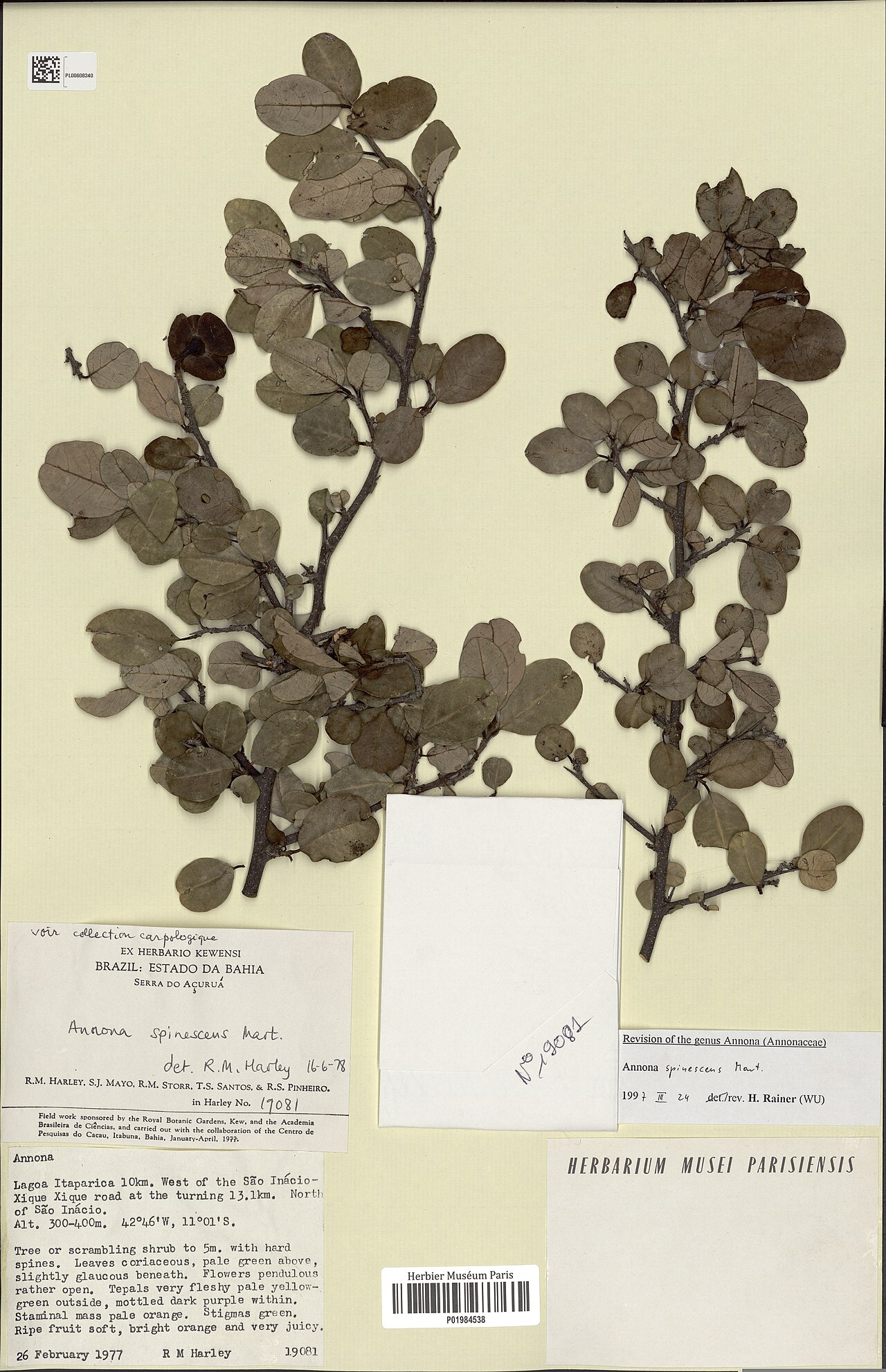 Annona spinescens: Annona spinescens Mart. 439547591