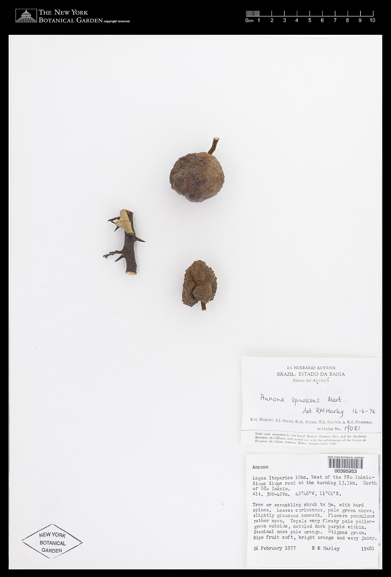 Annona spinescens: Annona spinescens Mart. 1930910725
