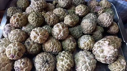 Annona spinescens: Annona spinescens fruits