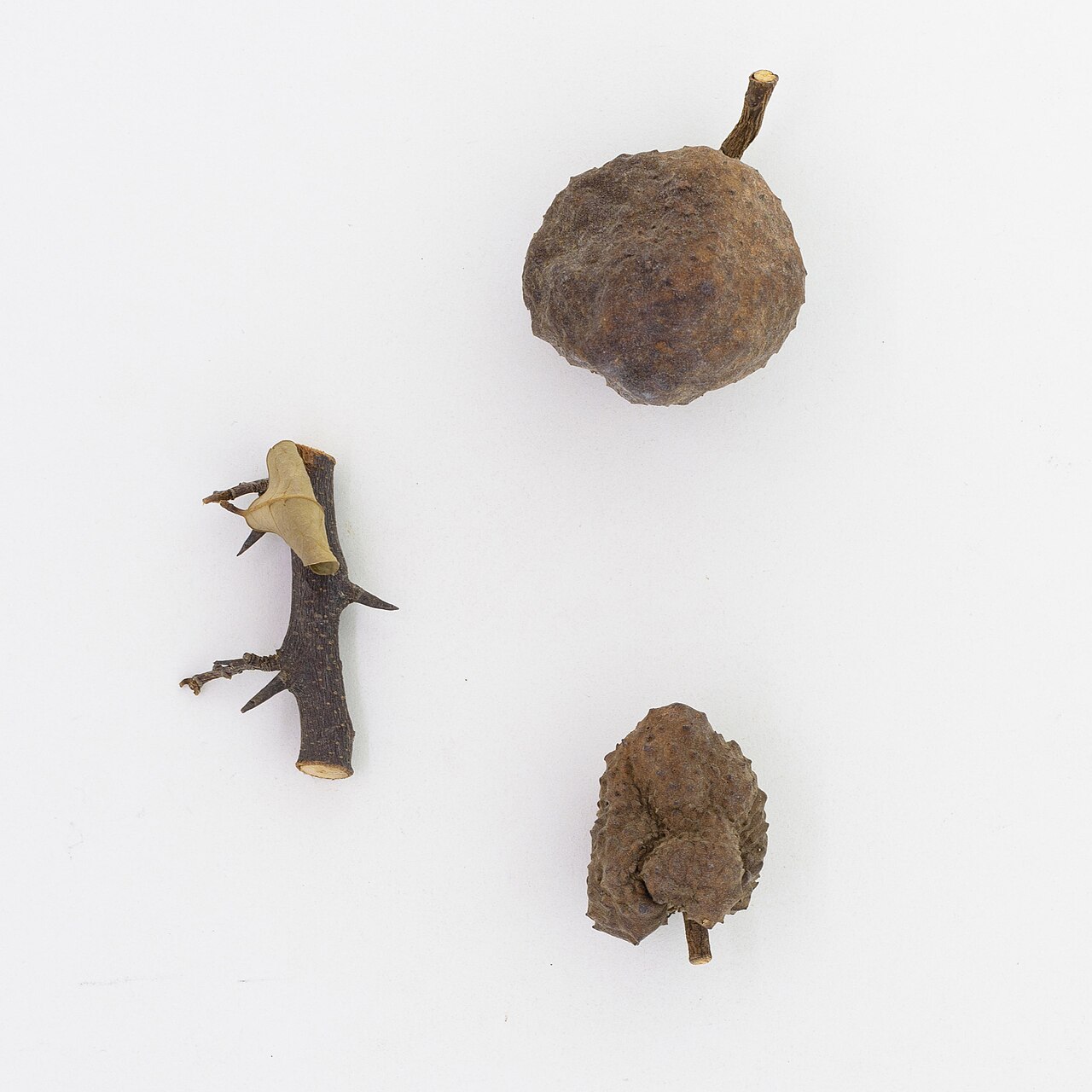 Annona spinescens: Annona spinescens Mart. 1930910725
