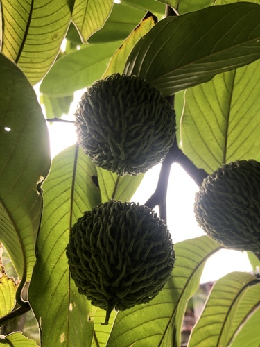 Annona spraguei (Annona spraguei)