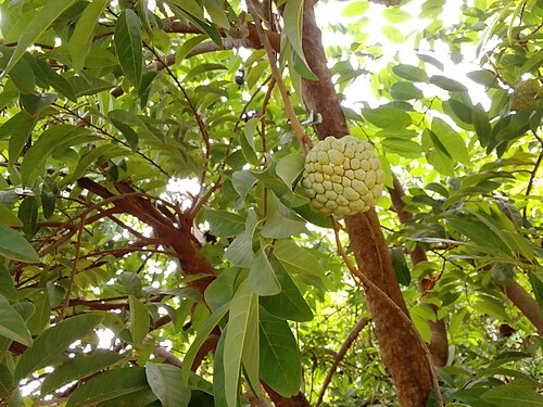 Sugar apple: This is an image with the theme " Farm to Plate " from: