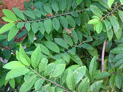 Sugar apple: Annona squamosa foliage at Gajuwaka, Visakhapatnam