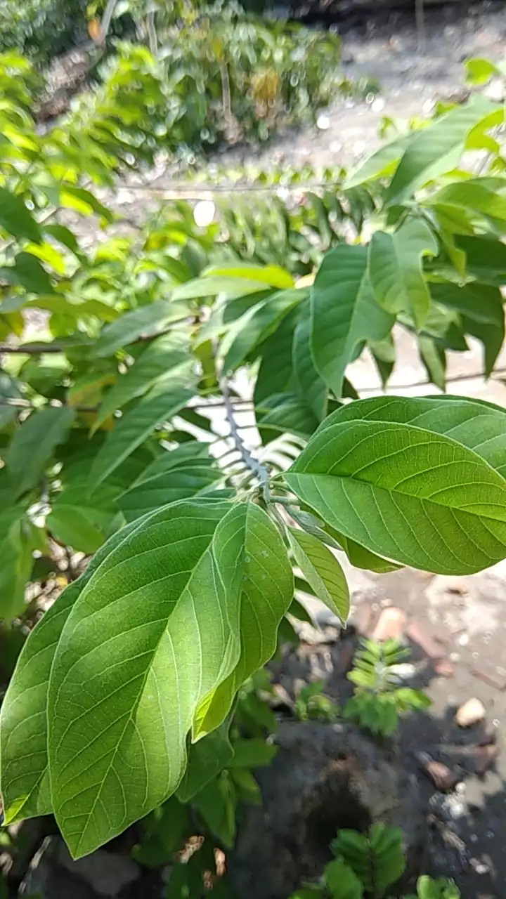 Sugar apple: Annona squamosa