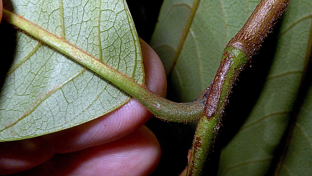Annona sylvatica: Annona sylvatica A.St.-Hil.