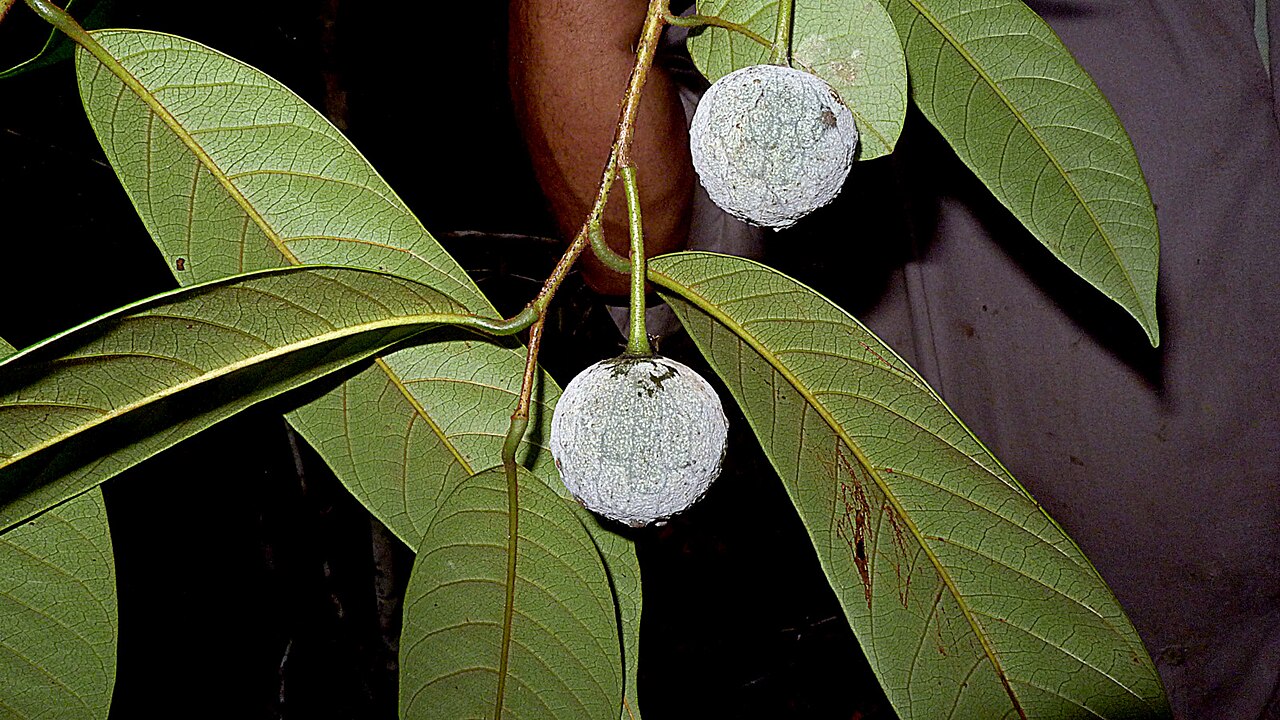 Annona sylvatica: Annona sylvatica A.St.-Hil.