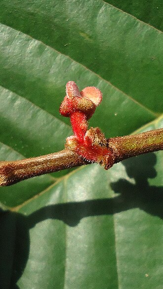Annona sylvatica: Annona sylvatica A.St.-Hil.