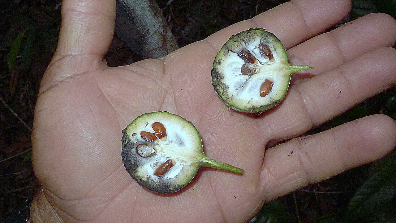 Annona sylvatica: Annona sylvatica A.St.-Hil.