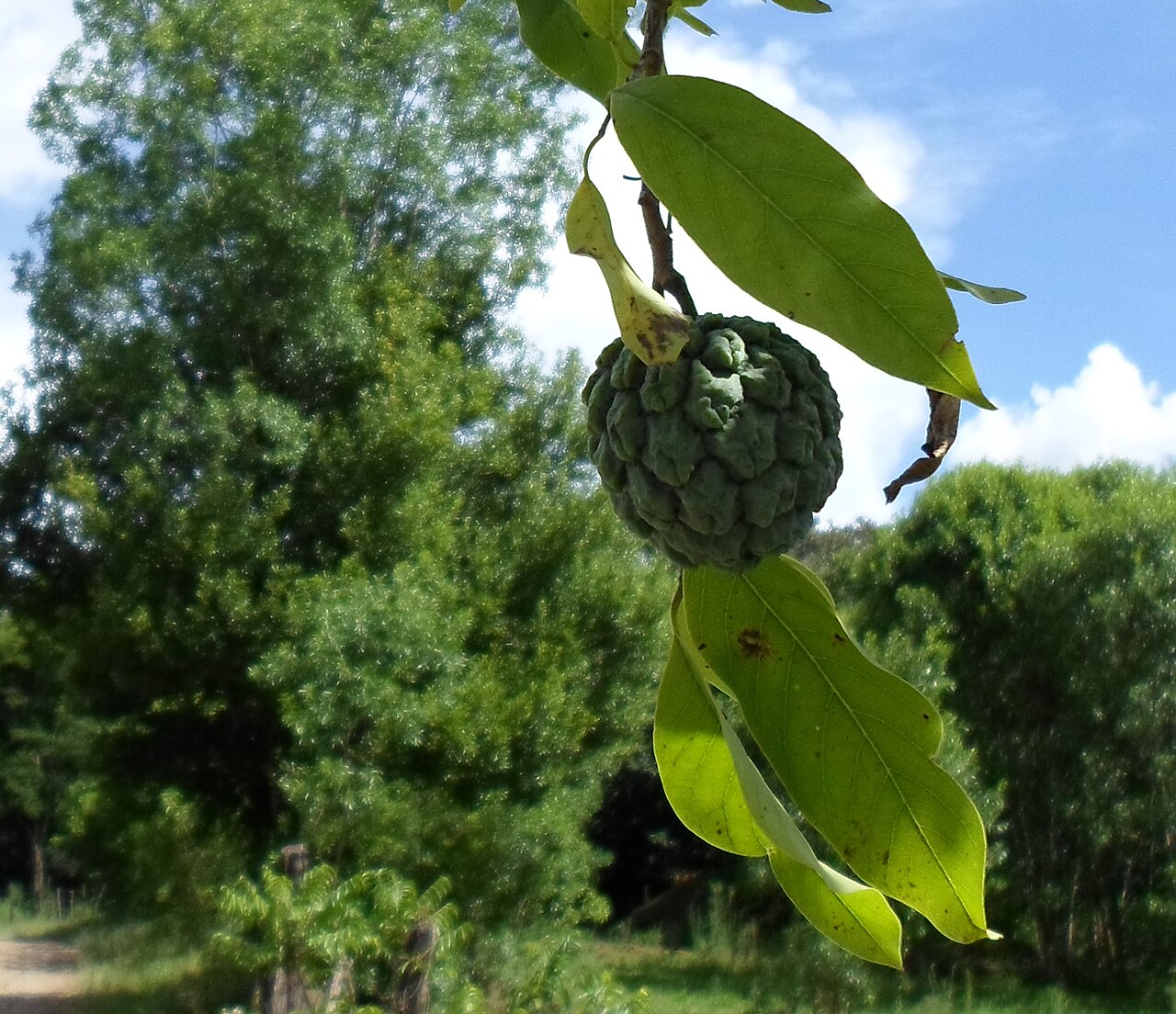 Annona sylvatica: Fruto de Ariticum (Rollinia sylvatica) em fase de pre-maturação. Foto feita em Cunha Porã SC (Brasil), em janeiro de 2014