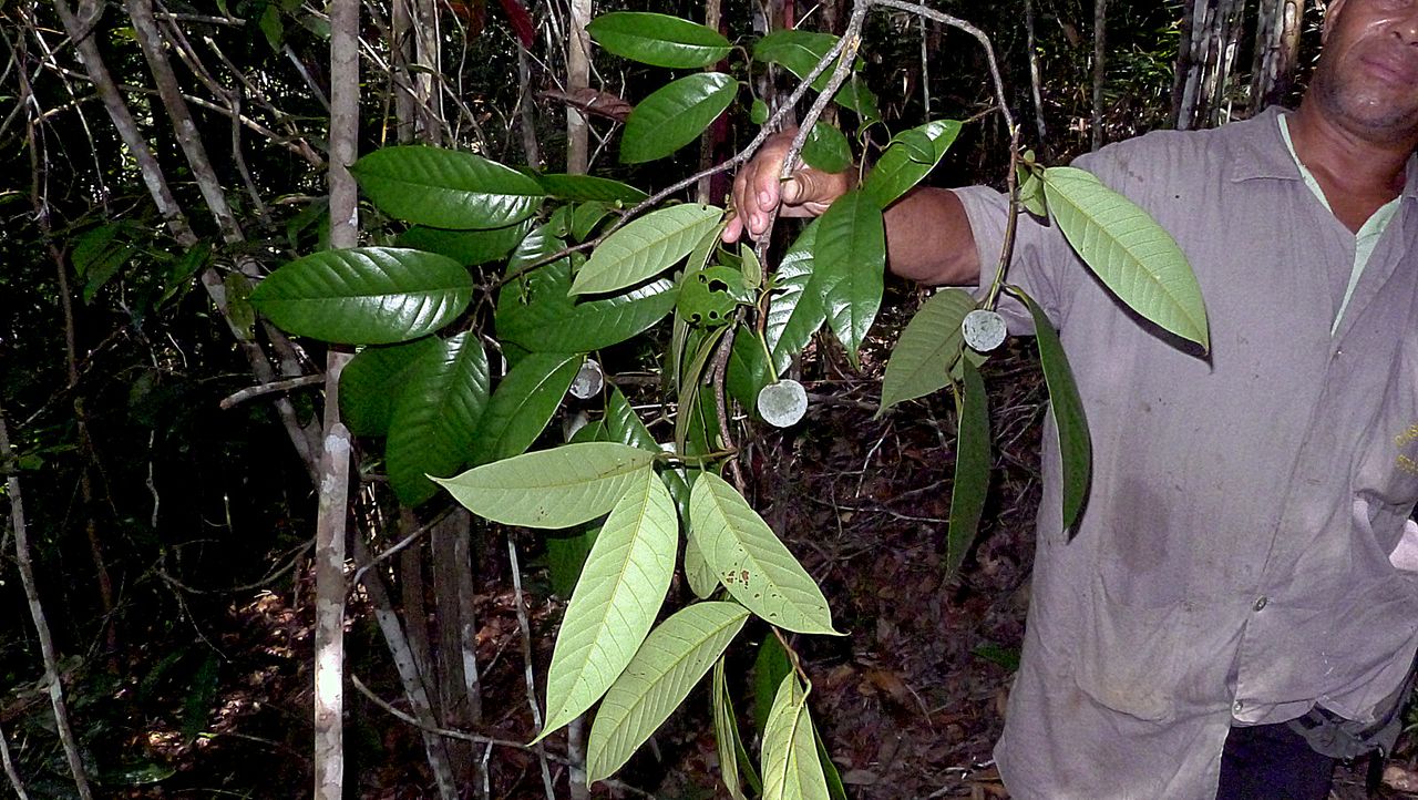 Annona sylvatica: Annona sylvatica A.St.-Hil.