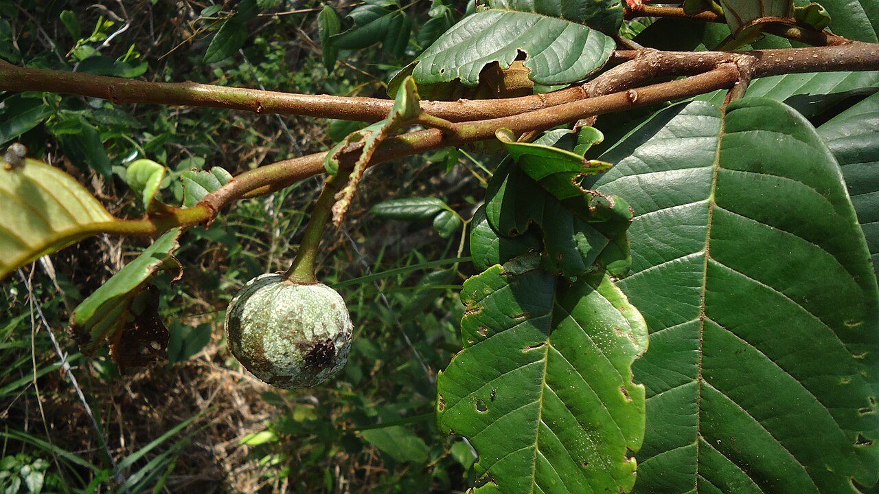 Annona sylvatica: Annona sylvatica A.St.-Hil.