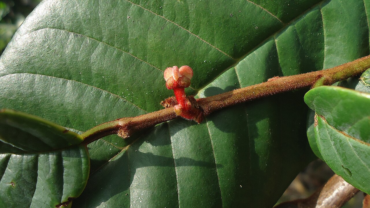 Annona sylvatica: Annona sylvatica A.St.-Hil.